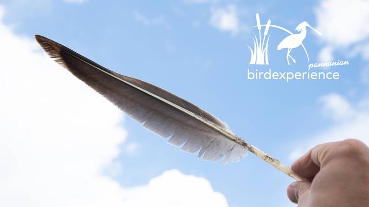 Gerupft - Federn machen Vögel