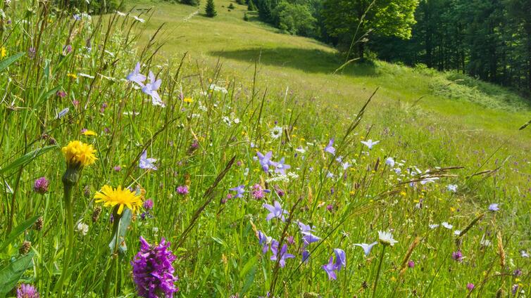 Wiesenträume im Waldmeer