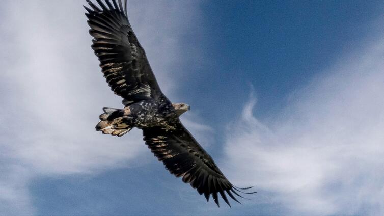 Greifvögel im Hanság