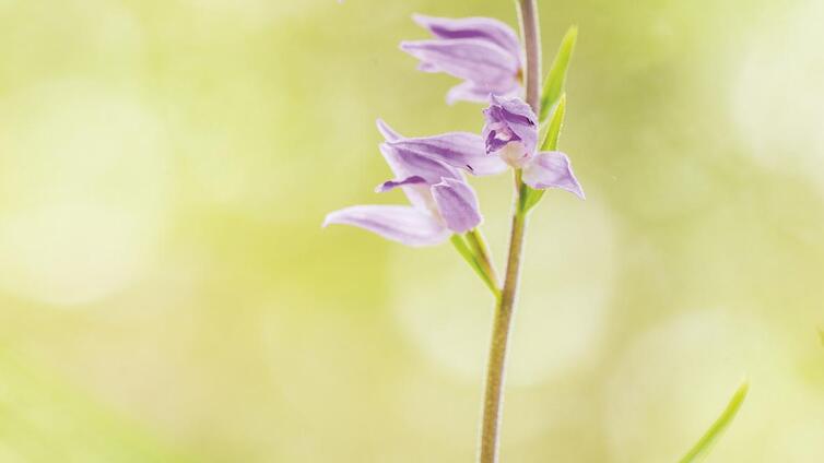 Fotokurs - Orchideen – Juwelen der Pflanzenwelt