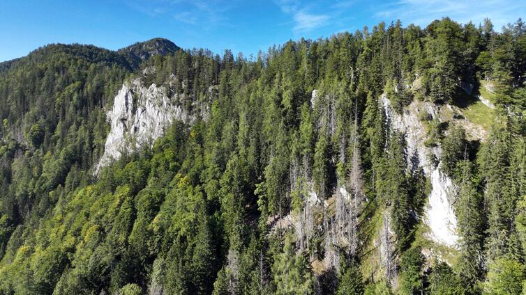 Wald- und Menschengeschichten im Holzgraben