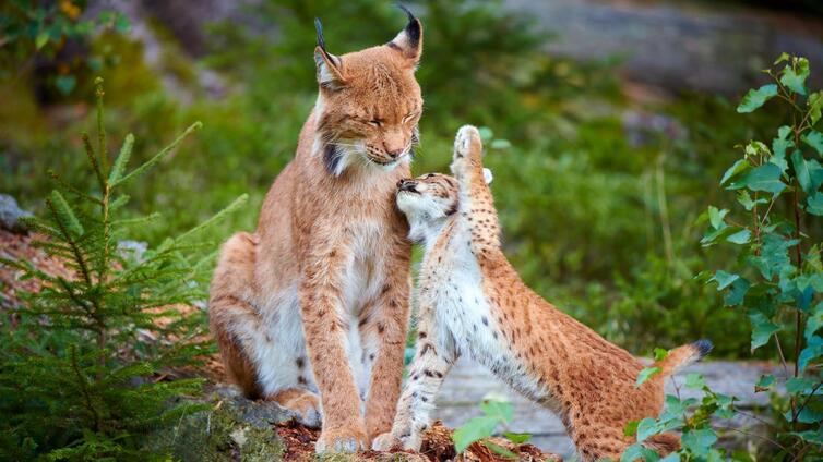 Fotoausstellung "Der Europäische Luchs"