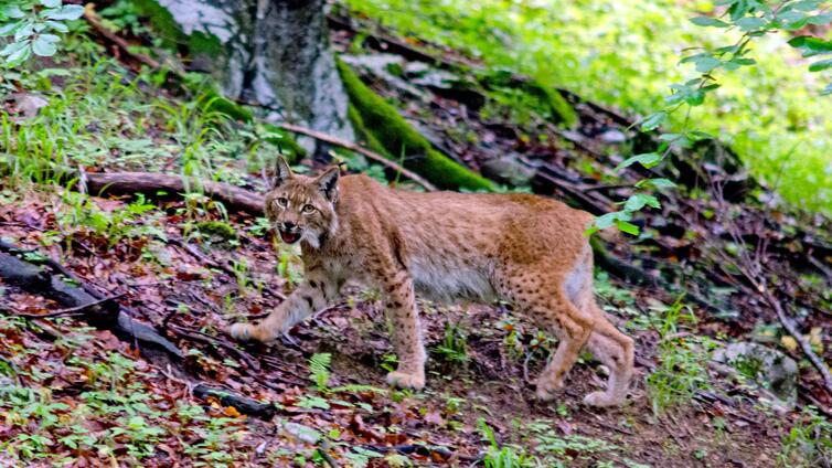 Wolf, Bär und Luchs in der Wildnis © Siehe Veranstalter Wolf, Bär und Luchs in der Wildnis