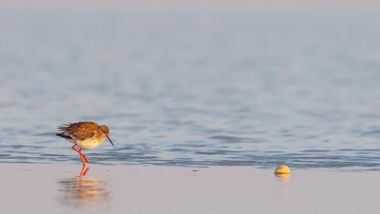 Österreichs frühester Frühling