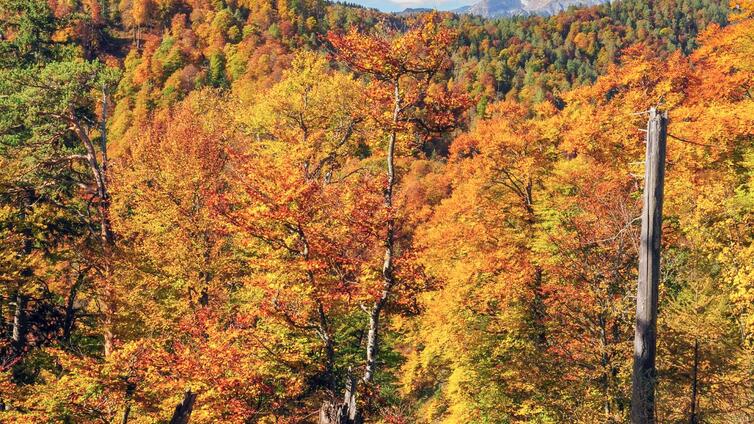 Das verlassene Tal - vom Bergbaugebiet zum Weltnaturerbe © Siehe Veranstalter Das verlassene Tal - vom Bergbaugebiet zum Weltnaturerbe