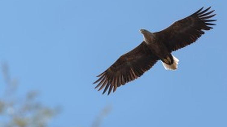 Der König der Auen - Seeadler beobachten bei Hainburg © Siehe Veranstalter Der König der Auen - Seeadler beobachten bei Hainburg