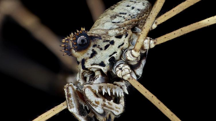 Faszinierende Welten - Portraits der Insektenwelt © Siehe Veranstalter Faszinierende Welten - Portraits der Insektenwelt