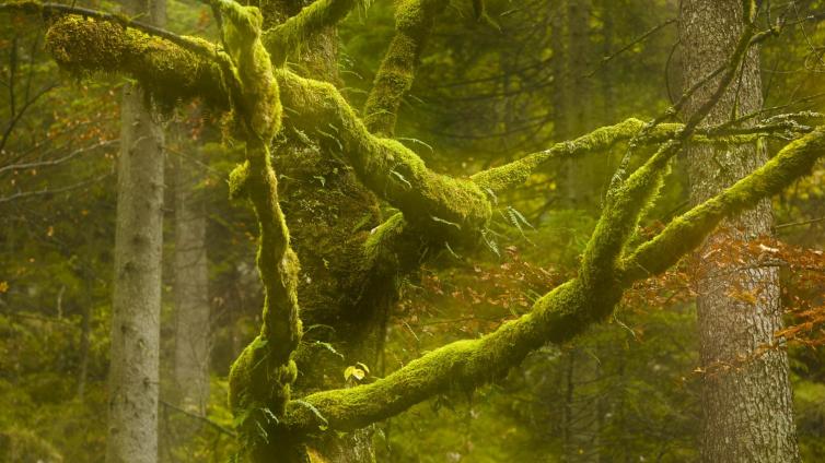 "Wilde Wälder" - Fotowanderung im Herbst © Siehe Veranstalter "Wilde Wälder" - Fotowanderung im Herbst