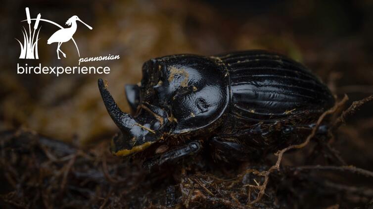 Dungkäfer - Artenvielfalt im Dung entdecken