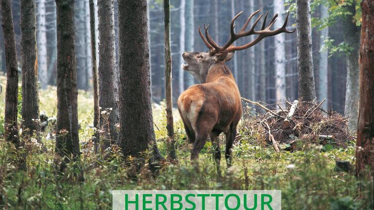 Unterwegs zur Hirschbrunft