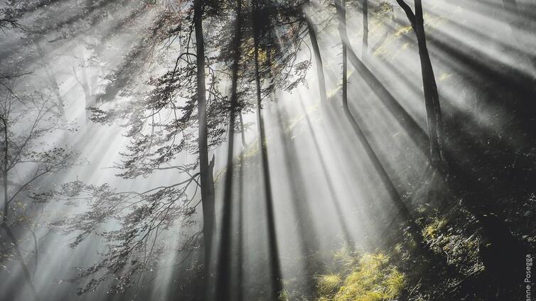 Fotokurs - Malen mit Licht: Die Magie des Herbstes