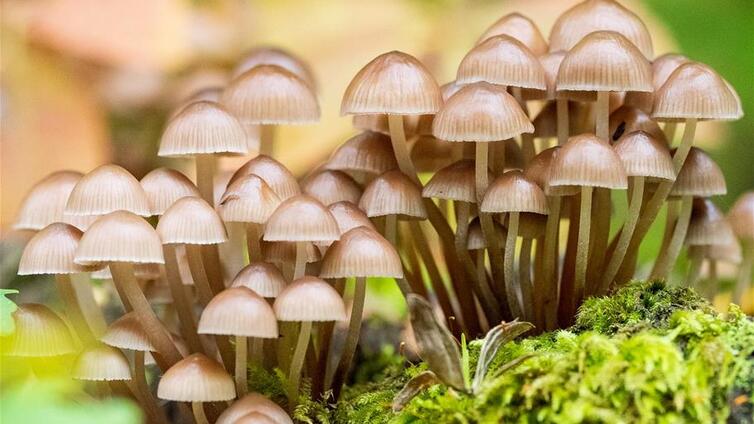 Von Stachelbart und Judasohr