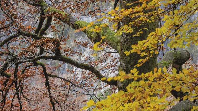 Waldlandschaften gekonnt inszenieren 26.- 27.10.