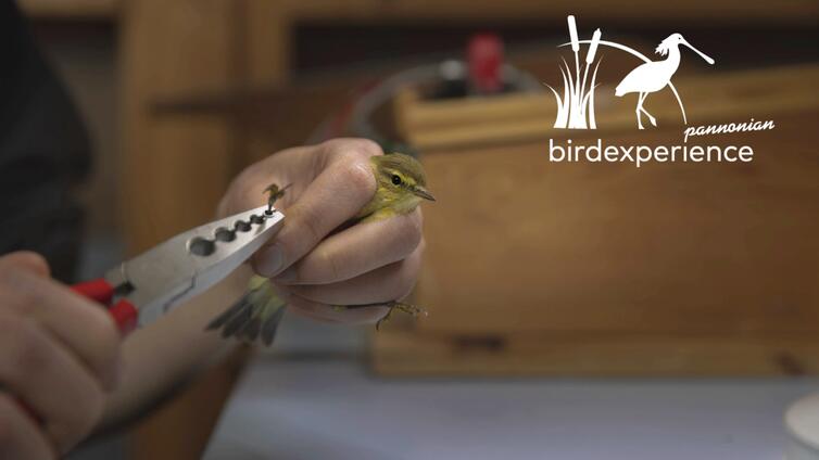 Vogelberingung im Nationalpark