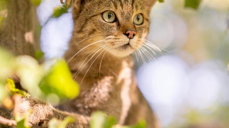 Wildkatzen-Nachtwanderung