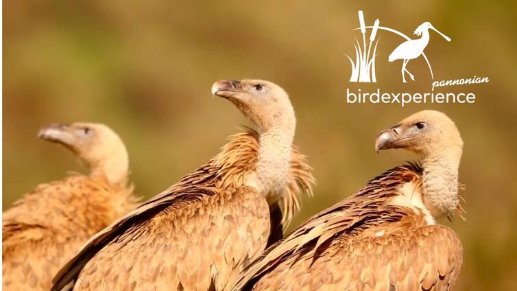 Dehesa, Pseudosteppe und Hochgebirge - Spaniens Naturlandschaften und ihre Vogelwelt