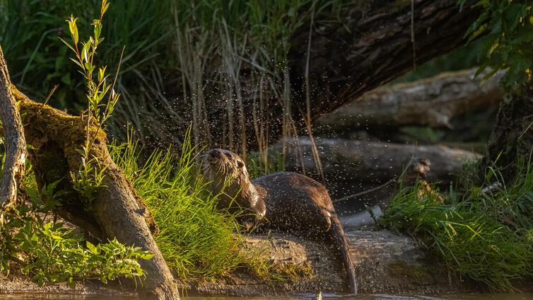 Schwarzstorch im Morgengrauen