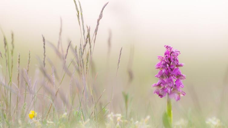 Bunte Frühlingsboten auf den Wiesen
