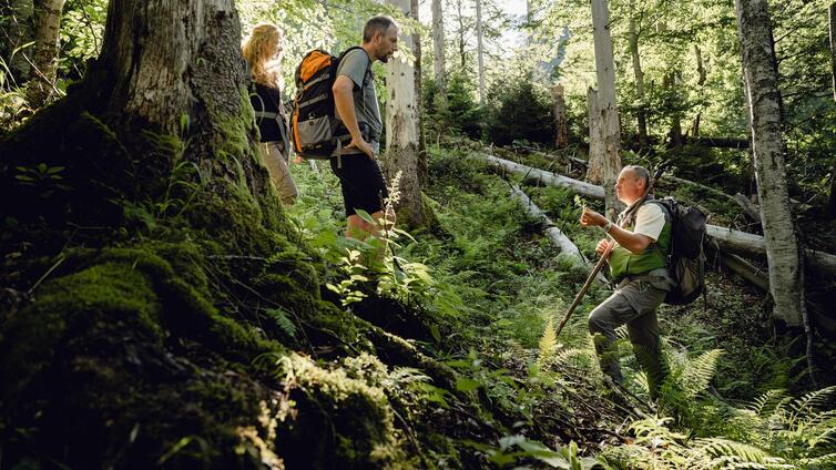 Eintauchen in urige Wälder