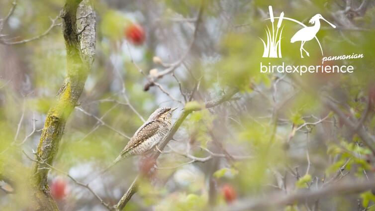 Akustische Vielfalt am Geiselsteller