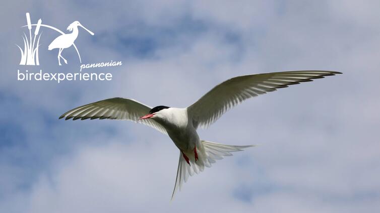 Flugkünstler in Not – Fluss- und Küstenseeschwalben zwischen Wattenmeer und dem Burgenland