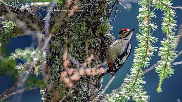 Vogelperspektiven © Siehe Veranstalter Vogelperspektiven
