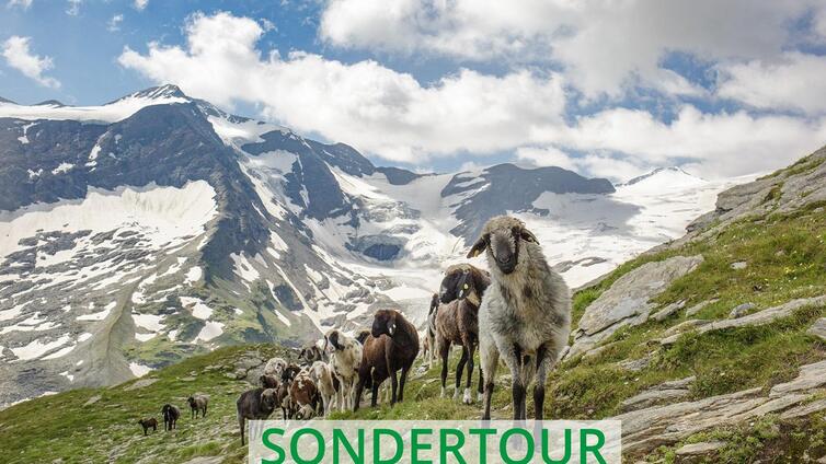 Über den Grießkogel auf den Hocheiser