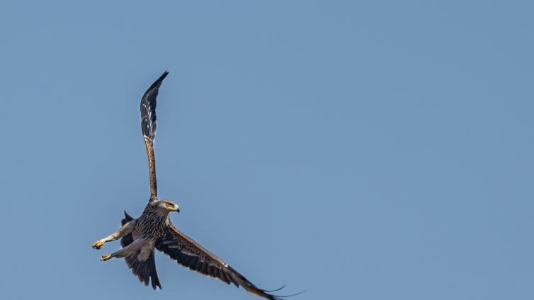 Greifvögel im Hanság