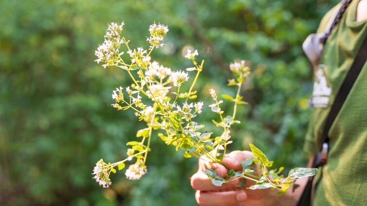 Jubiläums-Kräuterfest
