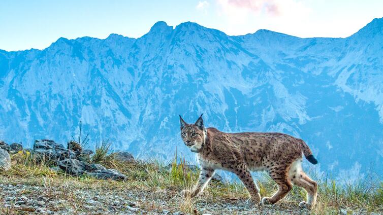 Dem Luchs auf der Spur