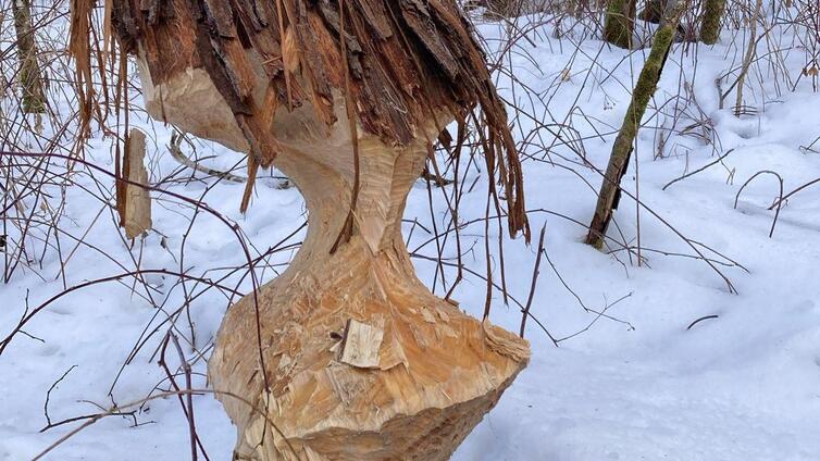 Wo wohnt der Nationalpark-Biber?
