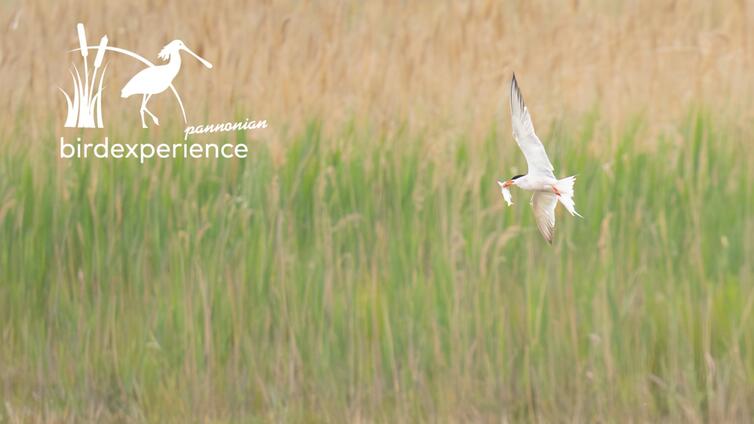 Die Flussseeschwalbe – Brutvogel dynamischer Feuchtgebiete - AUSGEBUCHT