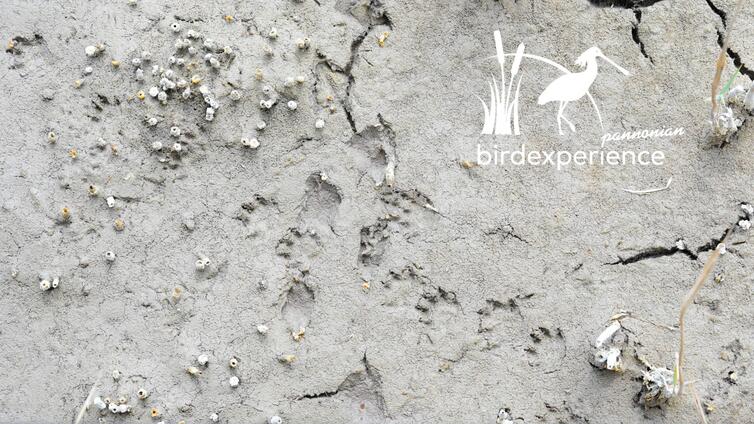 Tierspuren und Gewölle