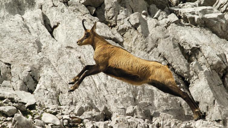 Gamsbrunft © Siehe Veranstalter Gamsbrunft