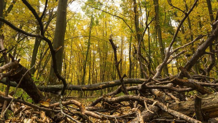 Große Wildnis im 
kleinsten Nationalpark