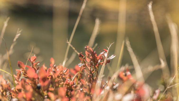 Herbst - So schmeckt die Natur– Beeren&amp; Früchte