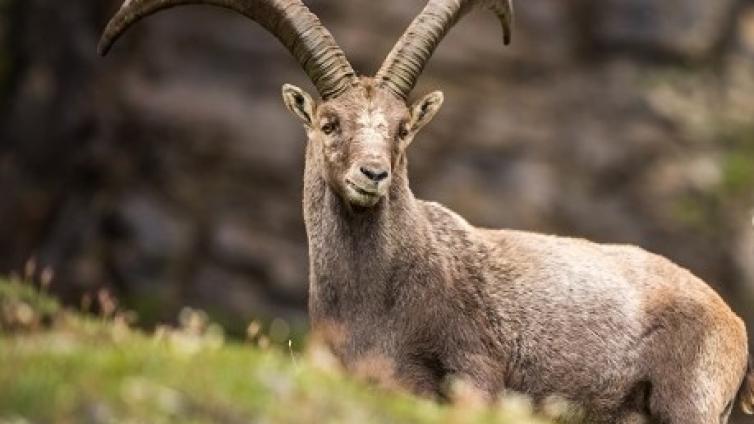 Könige der Alpen: Steinbockbeobachtung © Siehe Veranstalter Könige der Alpen: Steinbockbeobachtung