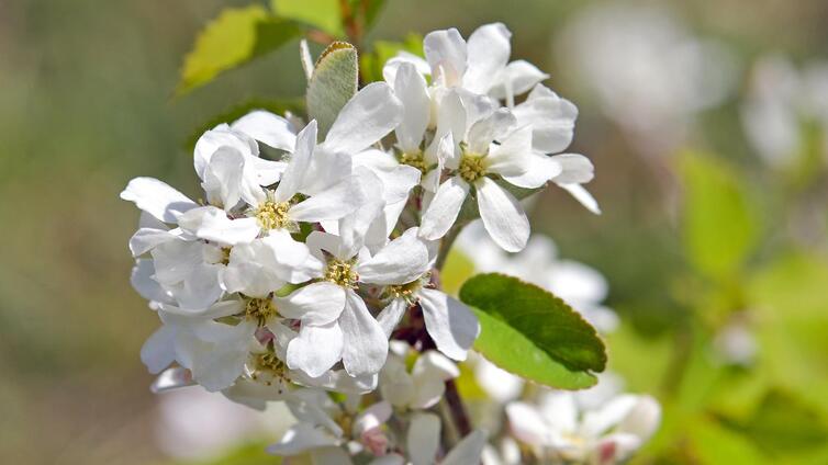 Die Welt der Bäume und Sträucher