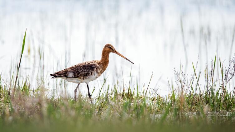 Grenzenlos: Der Naturraum Neusiedler See - E-Biketour