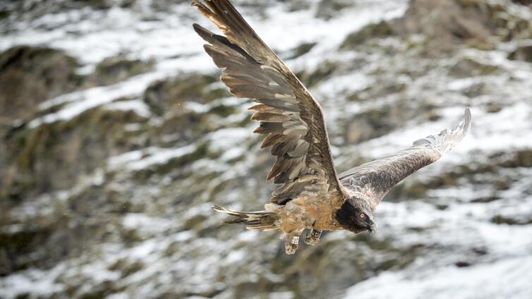 Magische Naturschätze im Matreier Tauerntal