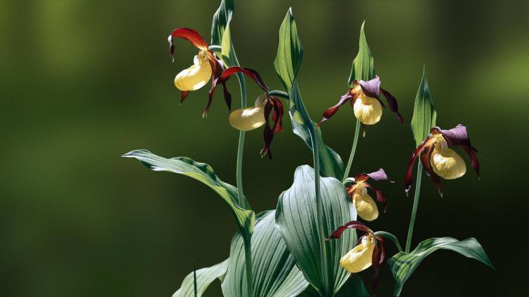 Orchideenspaziergang © Siehe Veranstalter Orchideenspaziergang
