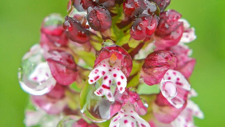 Heimische Orchideen
