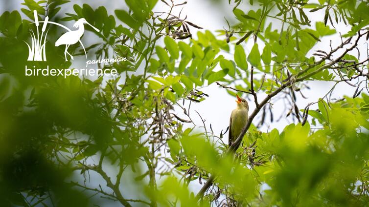 Konzert am frühen Morgen - Erwachen im Schilf