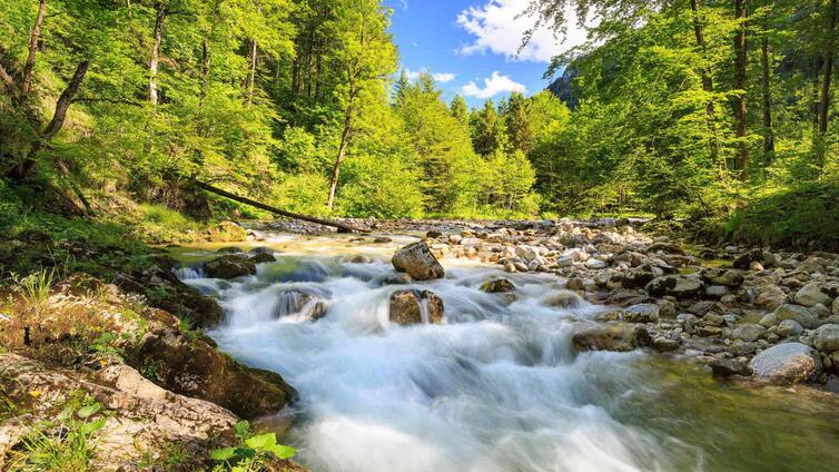 Kühle Wasser, wilde Wälder