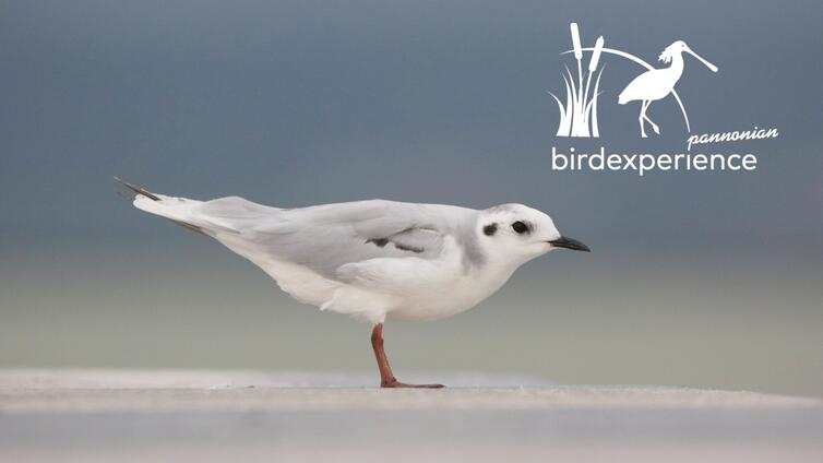 Bestimmung von "schwierigen" Arten - AUSGEBUCHT