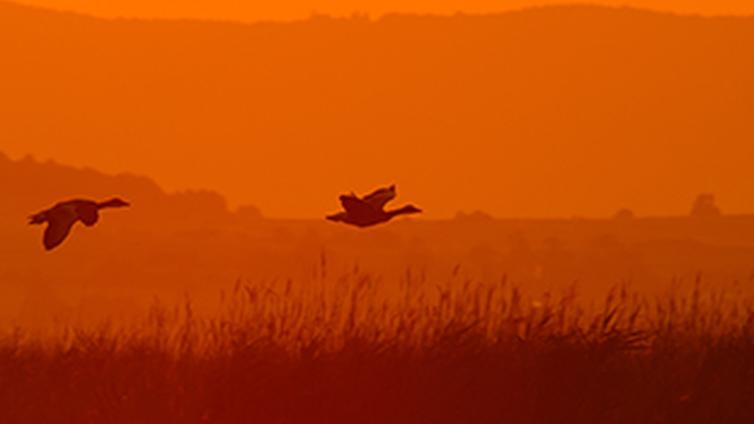 Der Gänsestrich © Siehe Veranstalter Der Gänsestrich