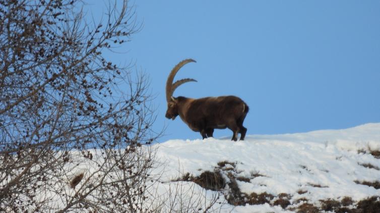 Nature Watch - WILDe Überlebenskünstler in Kals am Großglockner © Siehe Veranstalter Nature Watch - WILDe Überlebenskünstler in Kals am Großglockner