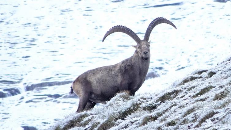 Auf Schneeschuhen zu den Steinböcken © Siehe Veranstalter Auf Schneeschuhen zu den Steinböcken