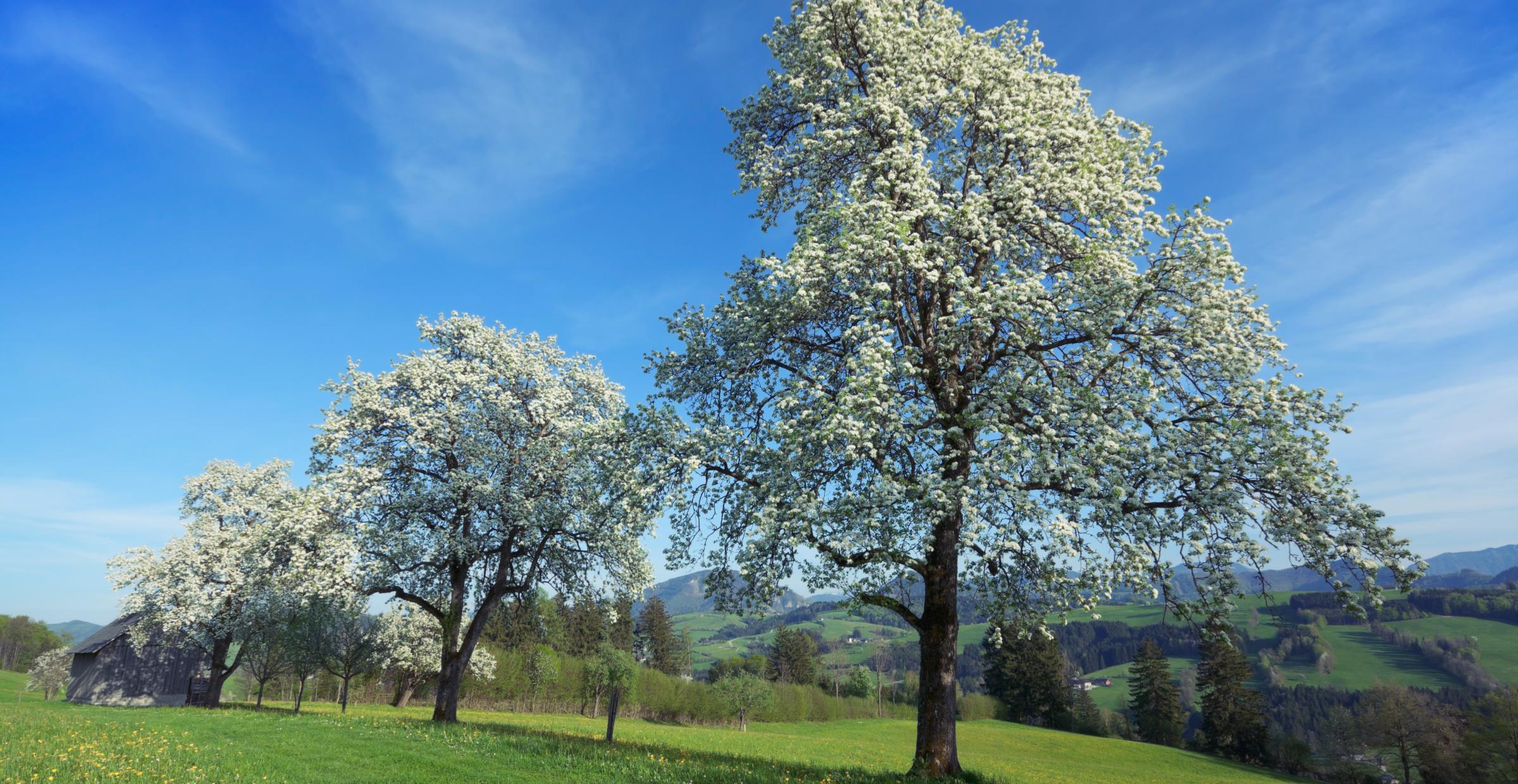 Birnbaumblüte im Mostviertel