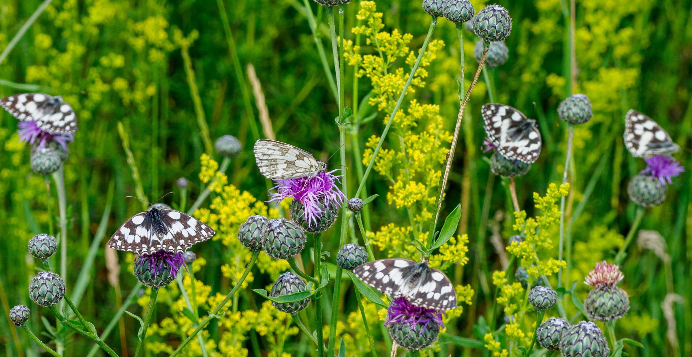 Schmetterlinge auf Pflanzen
